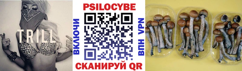 купить закладку  Тара  Галлюциногенные грибы Cubensis 